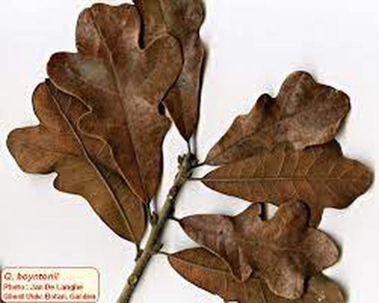 Ex situ conservation of oaks using RADseq vs. microsatellite markers